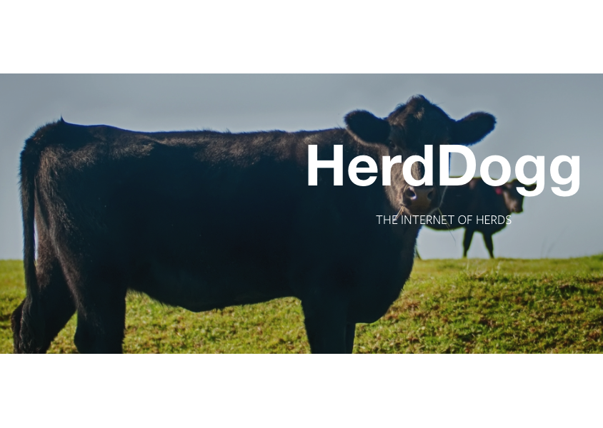 Herddogg